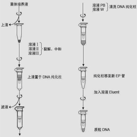 核酸纯化 >> 质粒提取纯化 注:溶液w初次使用前用无水乙醇按1: 1.