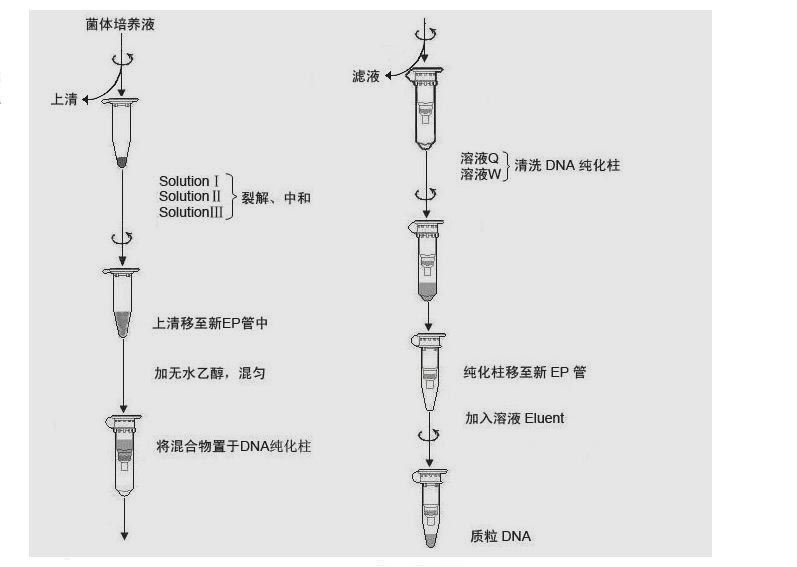 首页 试剂 质粒提取纯化  快速:30min完成实验.
