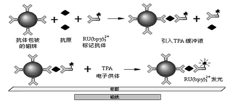 电化学发光免疫分析示意图